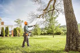 Best Emergency Tree Removal  in Alb, IA