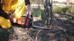 Best Tree Preservation Services  in Alb, IA