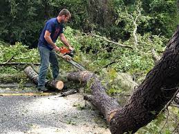 Best Stump Grinding and Removal  in Alb, IA