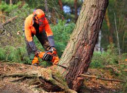 How Our Tree Care Process Works  in  Albia, IA