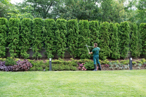 Leaf Removal in Albia, IA