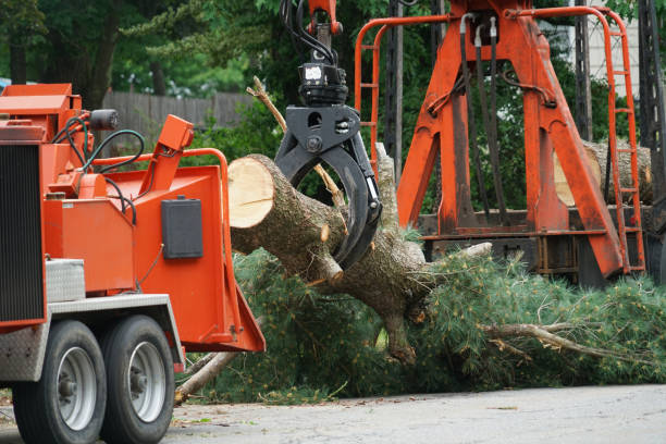 Best Tree Maintenance Programs  in Alb, IA