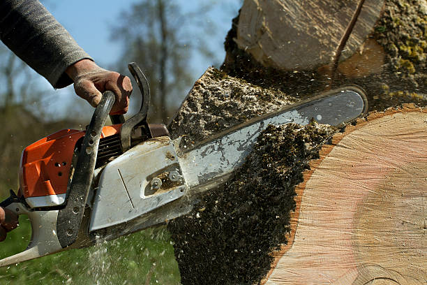 Best Tree Disease Treatment  in Alb, IA